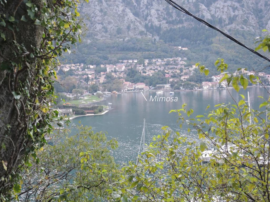 Apartment Mimosa Kotor Szoba fotó